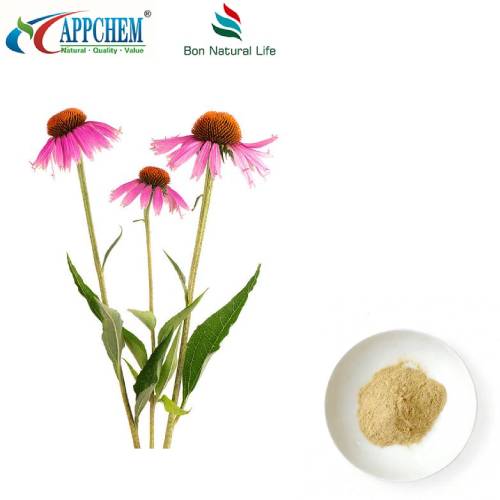 Echinacea Purpurea Extract hmoov